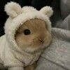 lettucebunn